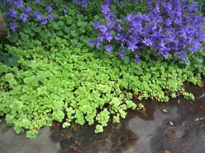 Kate Martin Design: My Favorite Groundcovers by Kate Martin Design