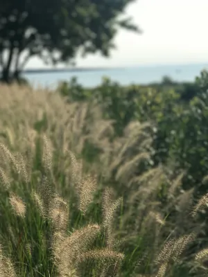 Katherine Field and Associates - Garden Remodeling in Newport, RI