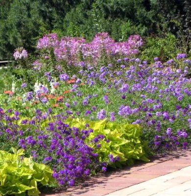 Alternative Land Design - Patio Design & Installation in Lakewood, CA