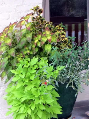 Alternative Land Design - Patio Design & Installation in Lakewood, CA