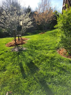 Alberto Alavez Professional Lawn Services LLC 14 — Landscape Construction project by Alberto Alavez Professional Lawn Services LLC