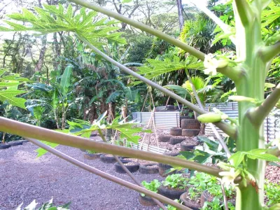 KI Concepts - Landscape Design in Honolulu, HI