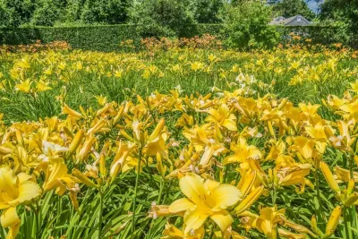 Lily Field Chatham, MA — Landscape Design project by Kimberly Mercurio Landscape Architecture