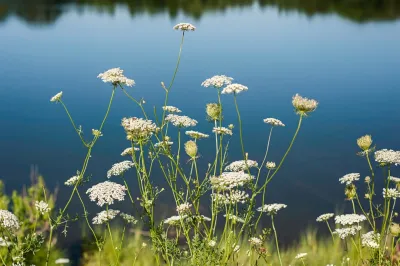 West Falmouth, MA Cape Cod Marsh View Summer Home — Landscape Design project by Kimberly Mercurio Landscape Architecture