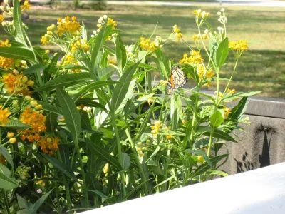 Certified Wildlife Habitat Landscape Design Miami — Landscape Design project by Knoll Landscape Design Miami