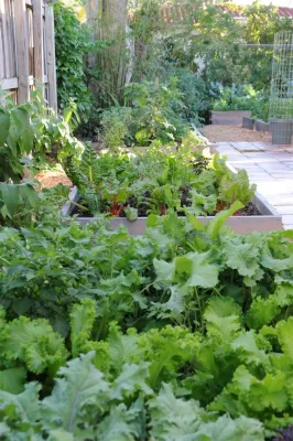 Raised Bed Garden Miami Landscape Design — Landscape Design project by Knoll Landscape Design Miami