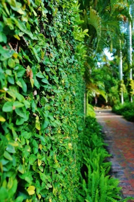 Knoll Landscape Design Miami - Landscape Design in Miami, FL