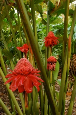 Knoll Landscape Design Miami - Landscape Design in Miami, FL
