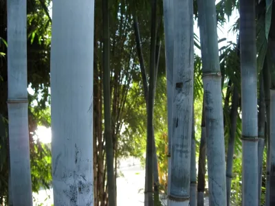 Bamboo Landscape Design Miami — Landscape Design project by Knoll Landscape Design Miami
