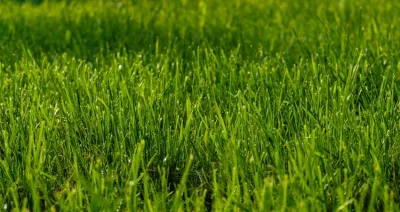 Ladybug Landscaping - Tree Planting & Transplanting in San Antonio, TX