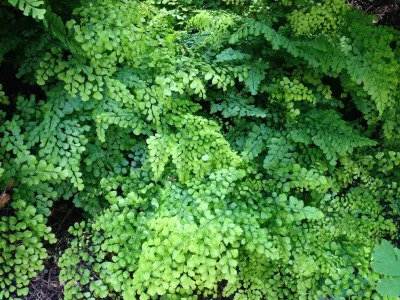 Alyse Lansing Garden Design - Garden Remodeling in Scappoose, OR