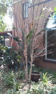 Landscape-Fusion - Garden Remodeling in Tampa, FL