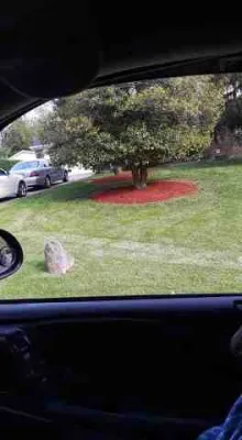 Alberto Alavez Professional Lawn Services LLC - Tree & Shrub Care in Louisville, KY