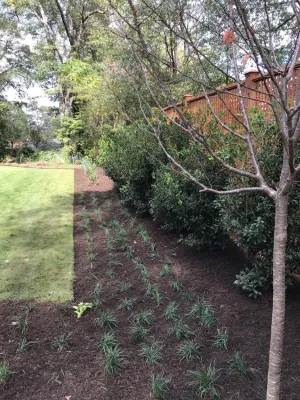 Earle Street — Landscape Design project by Landscape Perceptions in Greenville