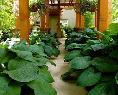 Hosta walk — Landscape Design project by Landscape Workshop in Louisville