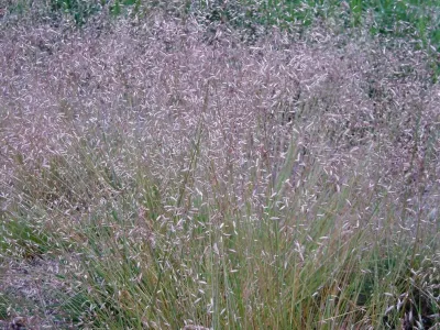 Plants — Landscape Design project by Landstylist: Landscape Design Ideas, Curated.