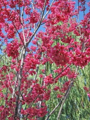 Greenhouse — Landscape Design project by Lane Goodkind Landscape Architect in Santa Barbara