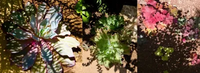 Lauri Burrier Garden Design Inc. - Garden Remodeling in Los Angeles, CA