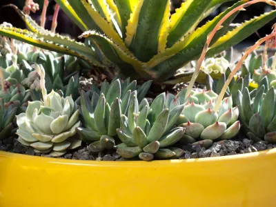 succulent plants and pots — Landscape Design project by Le Jardinet