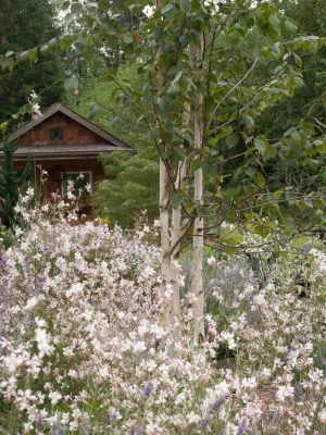Great Plant Combinations - soft silvers and whisper whites — Landscape Design project by Le Jardinet in Seattle