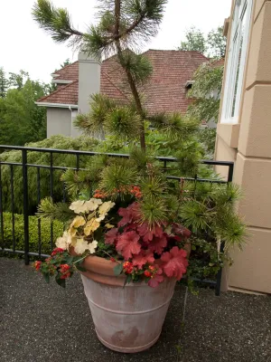 Conifers in containers by Le Jardinet