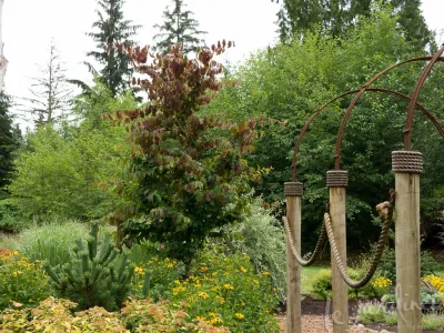 narrow trees for narrow gardens — Landscape Design project by Le Jardinet