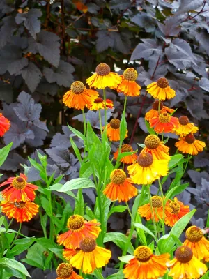 Le jardinet - Garden Remodeling in Duvall, WA
