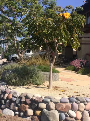 Leslie Ryan, Landscape Architect - Patio Design & Installation in Coronado, CA