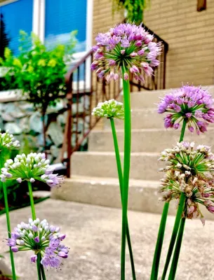 Amliv Land Designs - Patio Design & Installation in Des Plaines, IL