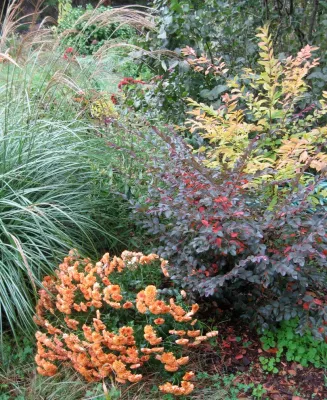 Liriodendron - Garden Remodeling in Keswick, VA