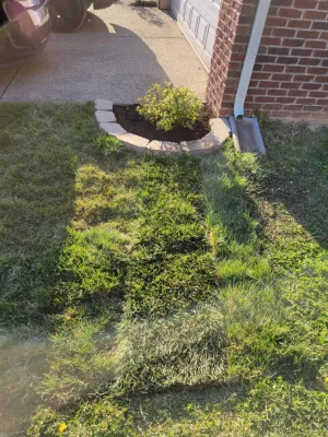 Alberto Alavez Professional Lawn Services LLC 8 — Landscape Construction project by Alberto Alavez Professional Lawn Services LLC