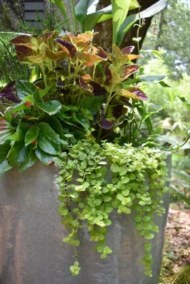 Living Designs Landscaping - Garden Remodeling in Johns Island, SC