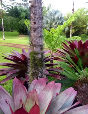 Living Green Design - Landscape Design in San Francisco, CA