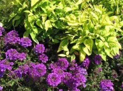 London Landscapes LLC - Garden Remodeling in Bethesda, MD
