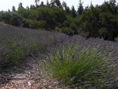 Louise Leff Landscape - Landscape Construction in Petaluma, CA