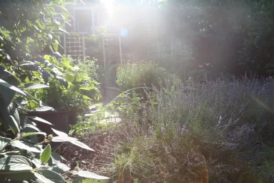 Love & Carrots - Landscape Design in Washington, 