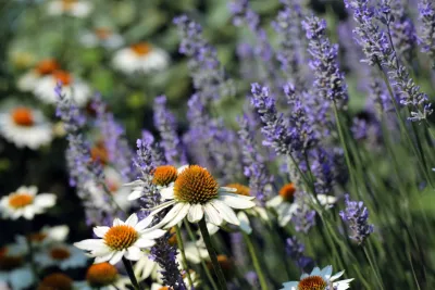 Love & Carrots - Landscape Design in Washington, 
