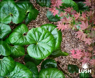 LUSH GreenScape Design - Garden Remodeling in New Braunfels, TX