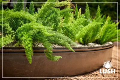 Campaigne Residence — Landscape Design project by LUSH GreenScape Design in Austin