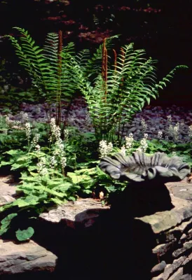 Shade garden by Magee Design