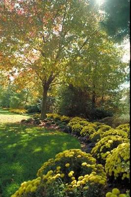 Magic Landscaping, Inc. - Garden Remodeling in Allendale, NJ