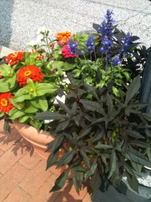 Amy's Garden Design - Garden Remodeling in Catonsville, MD