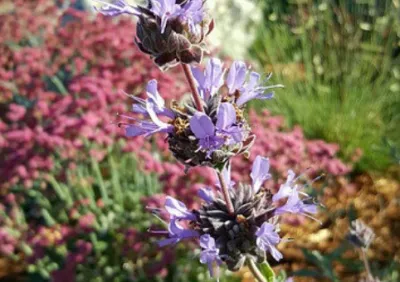Marcia Scott Landscape Design - Garden Remodeling in Somerset, CA