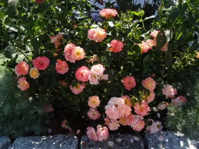 Maria Hickey & Associates Landscapes - Garden Remodeling in Falmouth, MA