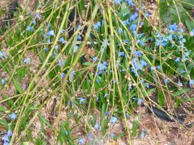 Early Spring Flowers Add Needed Color — Landscape Design project by Maria Von Brincken Landscape Garden Design