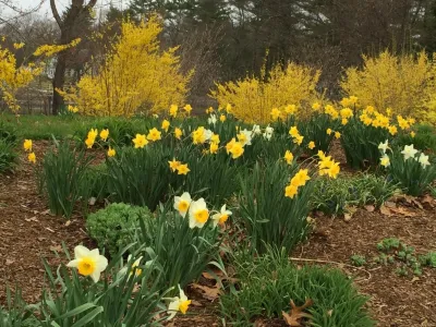 Cheery Spring Driveway — Landscape Design project by Maria Von Brincken Landscape Garden Design