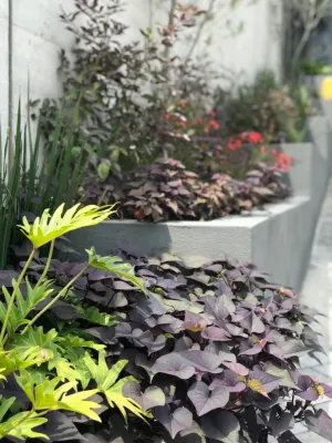 CASA D — Landscape Design project by Aveille Landscape