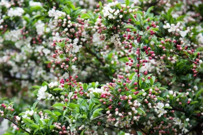 Matthew Cunningham Landscape Design LLC - Landscape Design in Stoneham, MA