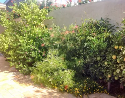 Mayita Dinos Garden Design - Garden Remodeling in Culver City, CA