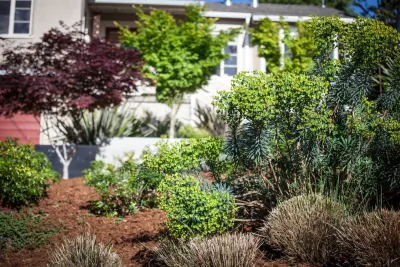 Mazingira Landscape and Design - Tree & Shrub Care in Berkeley, CA